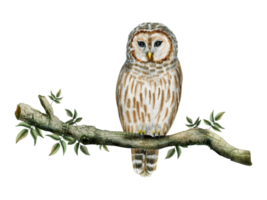 Striped barred white and brown owl sitting on tree branch with green leaves watercolor illustration of forest bird png