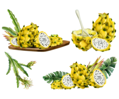 Jaune pitaya dragon fruit aquarelle illustration collection avec entier pitaya, moitiés, tranches et fleurs. réaliste botanique dessin de exotique asiatique cactus pour été les saveurs et dessins png
