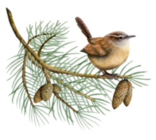 Aquarell eurasisch Zaunkönig Vogel Sitzung auf Fichte Baum Ast mit Kiefer Zapfen Aquarell Illustration von Wald Tier png