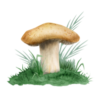 Brown mushroom growing in green grass watercolor illustration. Realistic edible Boletus edulis clipart of forest woodland plants for fall designs png