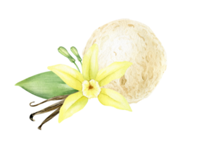 Single vanilla ice cream ball with vanilla flower and pods. Vanilla dessert. Watercolor hand drawn illustration. Isolated. For menu, packaging design, advertising png
