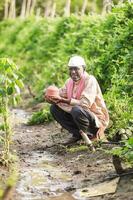 Indian farming happy farmer holding piggy bank in farm, poor farmer, farmer saving photo