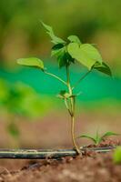 indio agricultura algodón bebé árbol, pequeño planta crecer en granja foto