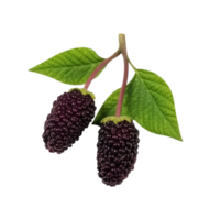 Fresh mulberries isolated on transparent background png