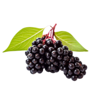 Fresh cluster of elderberry isolated on transparent background png