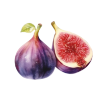 Fresh fig fruit pair isolated on transparent background png