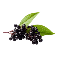 Fresh cluster of elderberry isolated on transparent background png