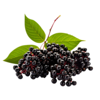 Fresh cluster of elderberry isolated on transparent background png