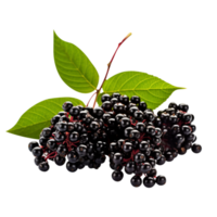 Fresh cluster of elderberry isolated on transparent background png