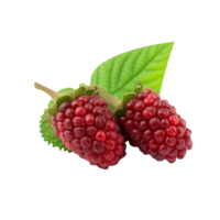 Fresh mulberries isolated on transparent background png