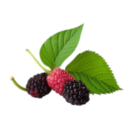 Fresh mulberries isolated on transparent background png