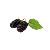 Fresh mulberries isolated on transparent background png