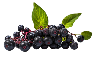 Fresh cluster of elderberry isolated on transparent background png