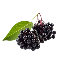 Fresh cluster of elderberry isolated on transparent background png