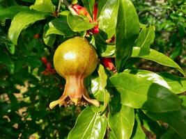 madurez granada en un árbol rama foto