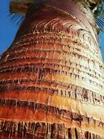 Closeup of Palm Tree Against Clear Blue Sky photo