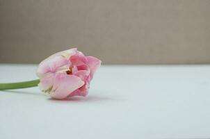 de cerca pálido rosado soltero flor en ligero fondo, Copiar espacio foto