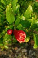 Ripening Pomegranate on Tree Branch photo