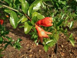 Pomegranate Flower Blossom on a Tree Branch photo