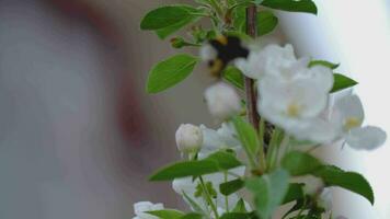 Bumble bee fly on spring blooming apple blossom video
