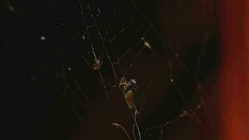 moscas ficam presas na teia de aranha video