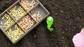 Growing beans and peas. Soil and seeds. Seedlings of vegetables video