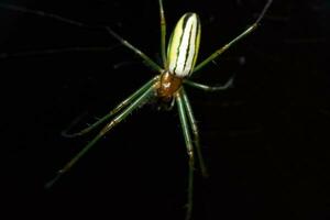 telarañas, telarañas en el jardín, salvaje insectos, negro antecedentes foto