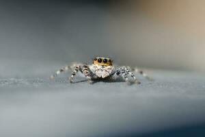 jumping spider with blur background in outdoor photo