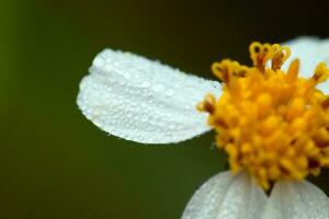 macro flower, macro flower with black background photo