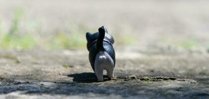 cat toy photo in outdoor photo with blurred background