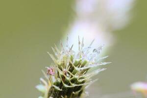 dew on grass stalks, macro photo extreme morning dew with blur background