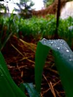 retro photo of dew in the garden in the morning