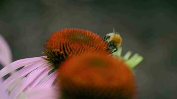 macro schot, hommel insect Aan echinacea bloem verzamelt stuifmeel, nectar. zomer concept video