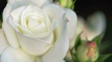 blanc jardin rose, Haut voir. proche en haut de une Rose bourgeon. croissance fleurs dans été. video