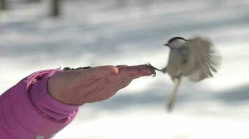 Person feeds hungry bird nuthatch in winter forest. Close up, a bird pecks seeds on a hand video