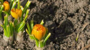 Close up shot, yellow crocus flower grows in the garden in spring. Primroses, spring season video