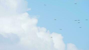 Flock of birds flying at against the blue sky. Silhouette of wild bird herons in the sky video