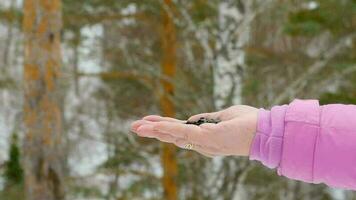 Titmouse birds in women's hand eats seeds, winter, slow motion video