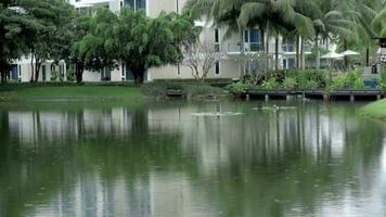 Tropical rain on the pond in courtyard of the hotel, Phuket Thailand, slow motion video