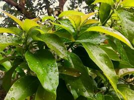 retro photo of dew in the garden in the morning