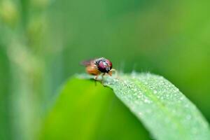 insect macro, extreme macro photo of flies