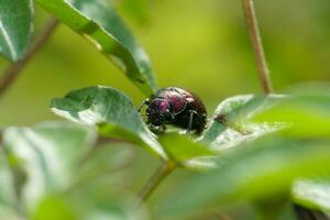 macro photo of ladybug black on a green leaf