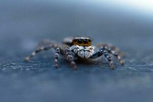 saltando araña con difuminar antecedentes en al aire libre foto