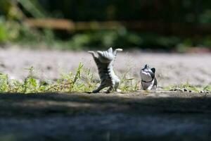 cat toy photo in outdoor photo with blurred background