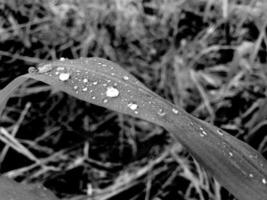 retro photo of dew in the garden in the morning
