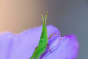 the grasshopper sat on a rock, crying for small insects to eat photo