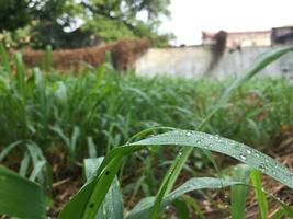 retro photo of dew in the garden in the morning