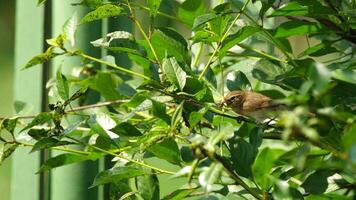 gris linotte oiseau, femelle de le femelle champ, à la recherche pour nourriture pour poussins video