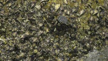 Crab on the rock at the beach, rolling waves, close up video