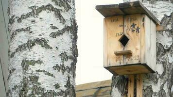 Wagtail bird Motacilla alba nest in birdhouse video